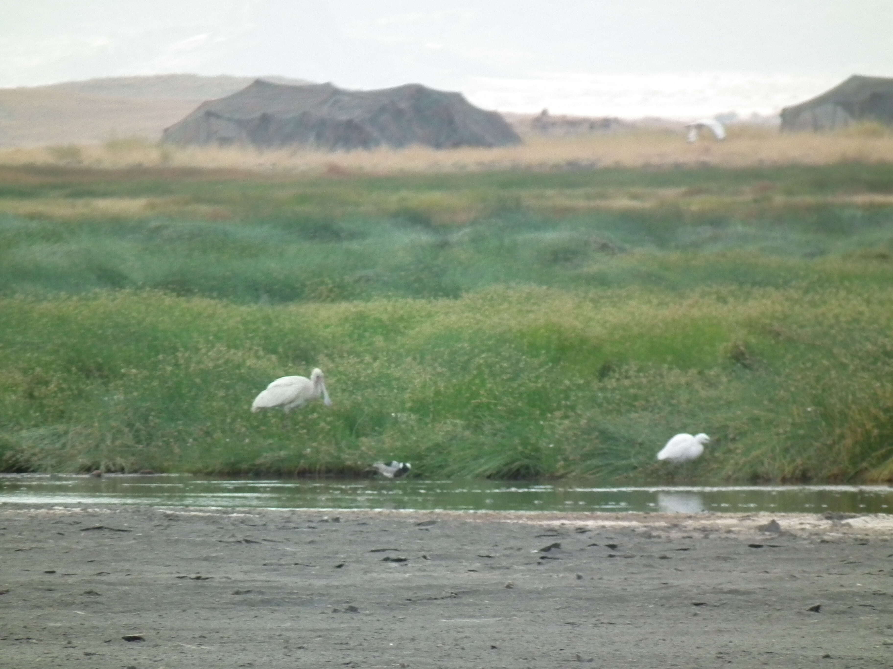 Image of African Spoonbill