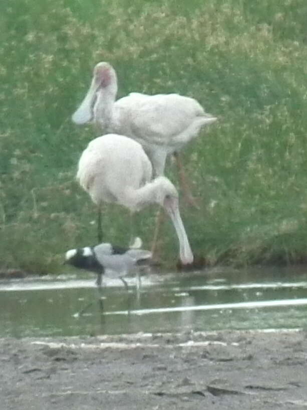 Image of African Spoonbill