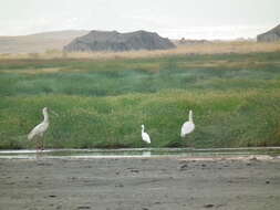 Image of African Spoonbill