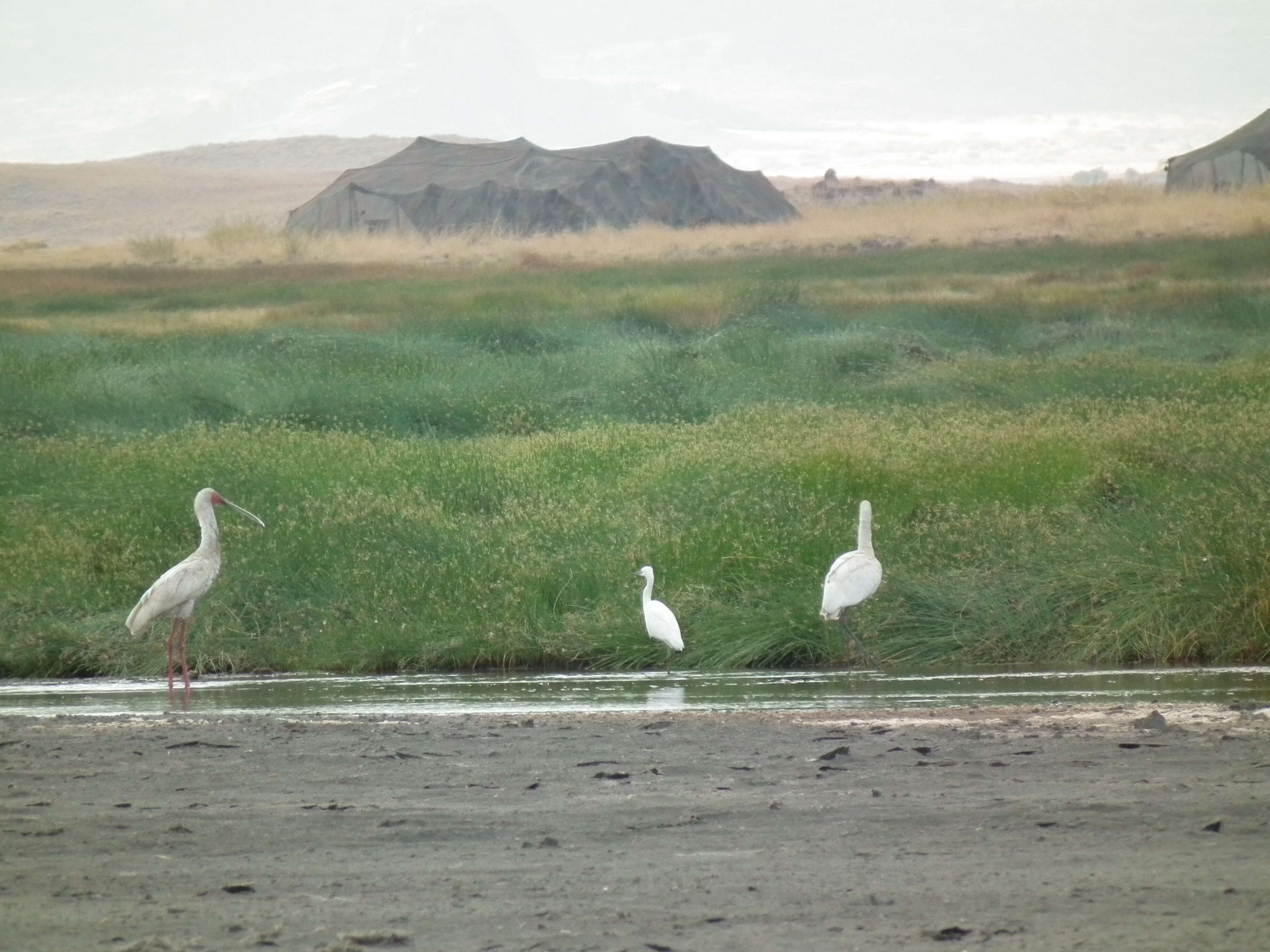 Image of African Spoonbill