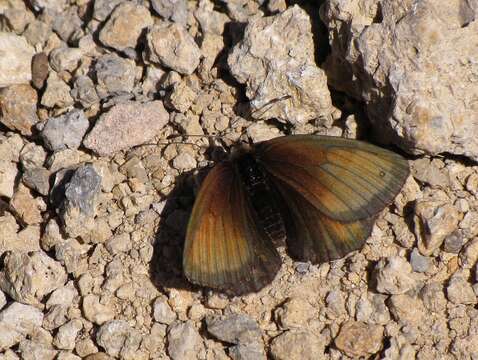 صورة Erebia gorge Esper 1800