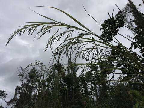 صورة Themeda villosa (Lam.) A. Camus