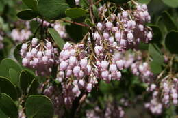 Image of greenleaf manzanita