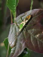 Plancia ëd Homoeocerus (Anacanthocoris) striicornis Scott 1874