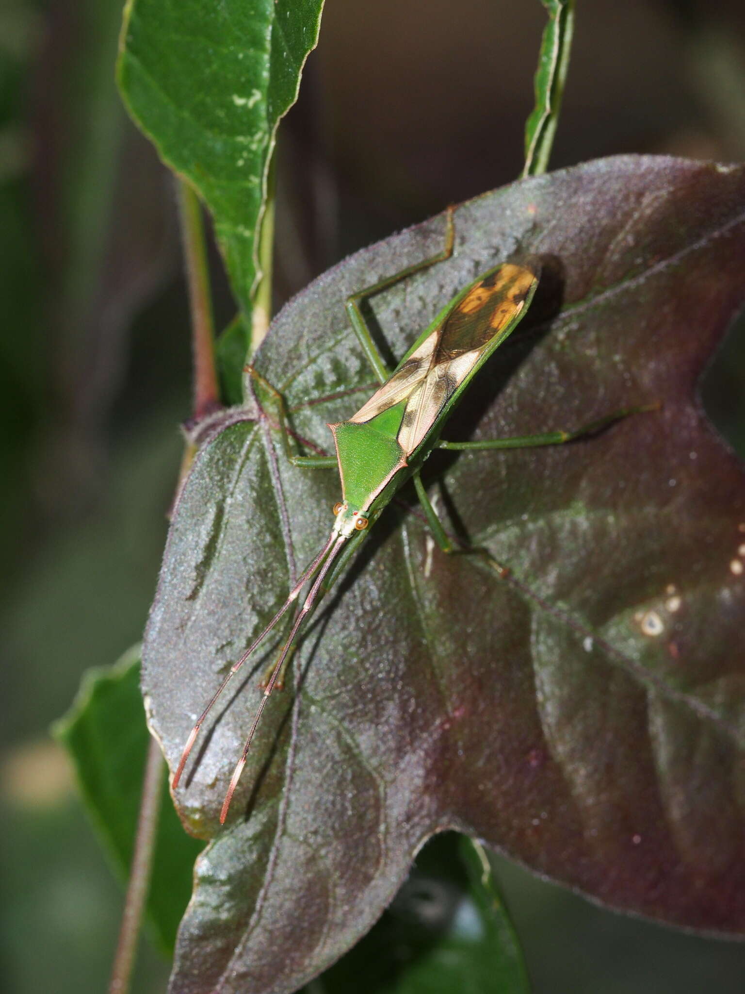 Plancia ëd Homoeocerus (Anacanthocoris) striicornis Scott 1874