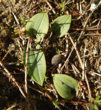 Image of Leporella fimbriata (Lindl.) A. S. George