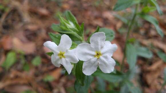 Sivun Lithospermum calcicola Robinson kuva