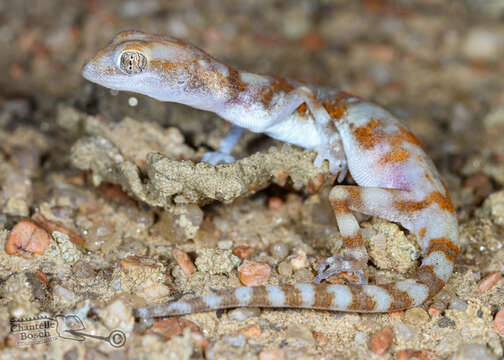 Image of CapeCross Thick-toed Gecko