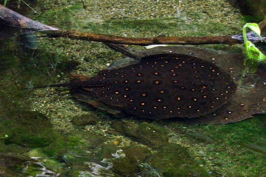 Image of Ocellate River Stingray