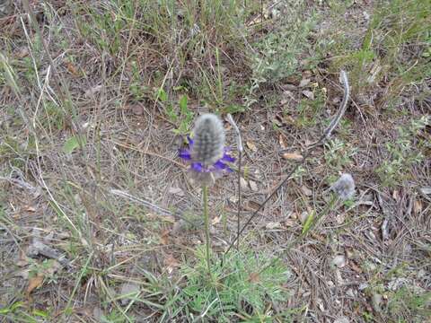 Image of Dalea reclinata (Cav.) Willd.