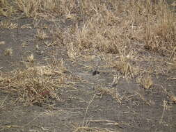 Image of Double-banded Courser