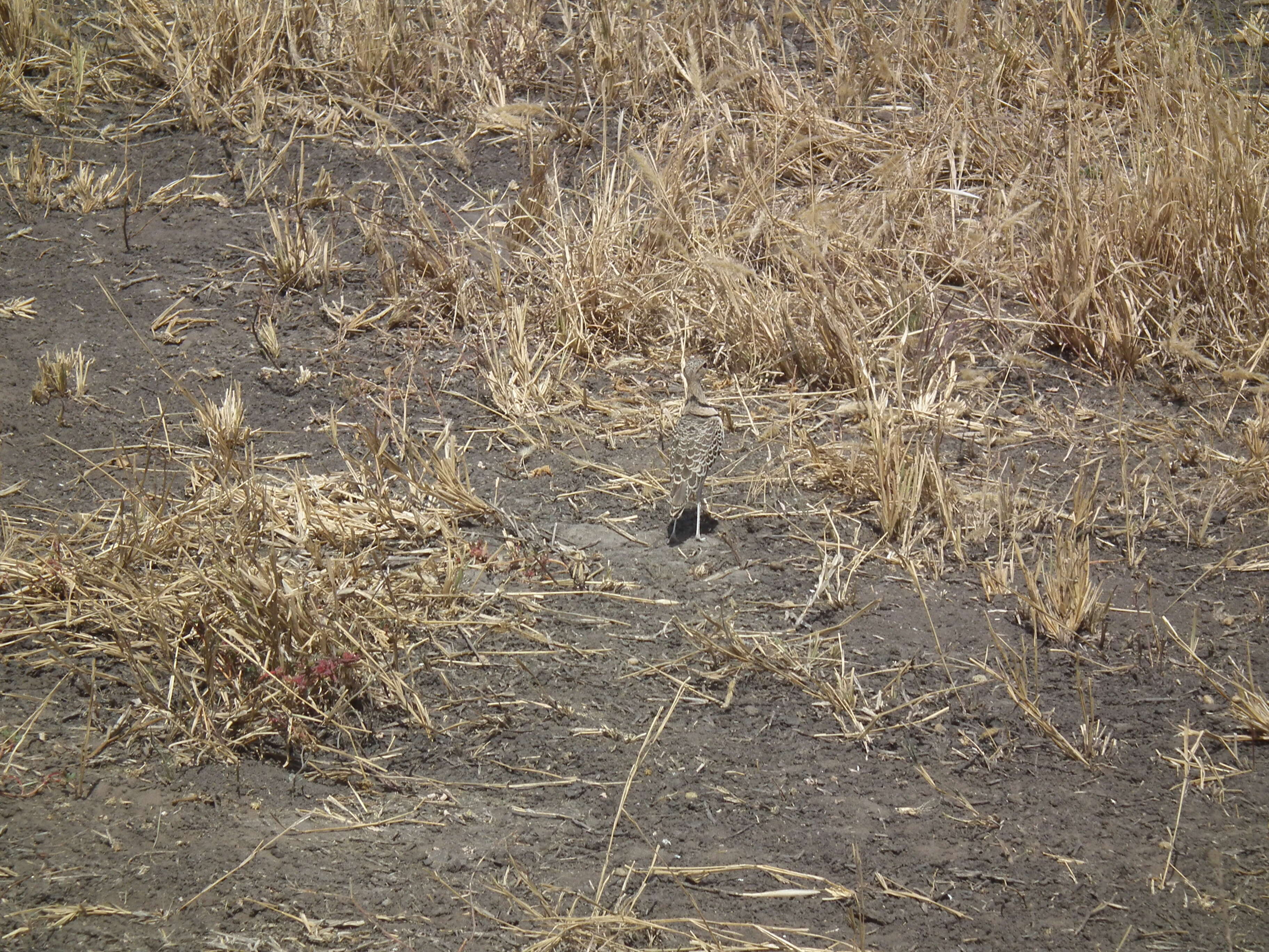 Image of Double-banded Courser