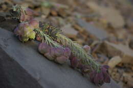 Pseudovesicaria digitata (C. A. Mey.) Rupr. resmi