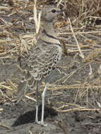 Image of Double-banded Courser