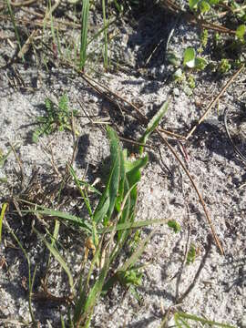 Imagem de Lachenalia reflexa Thunb.