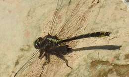 صورة Phanogomphus lividus (Selys 1854)