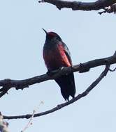 Image of Lewis's Woodpecker