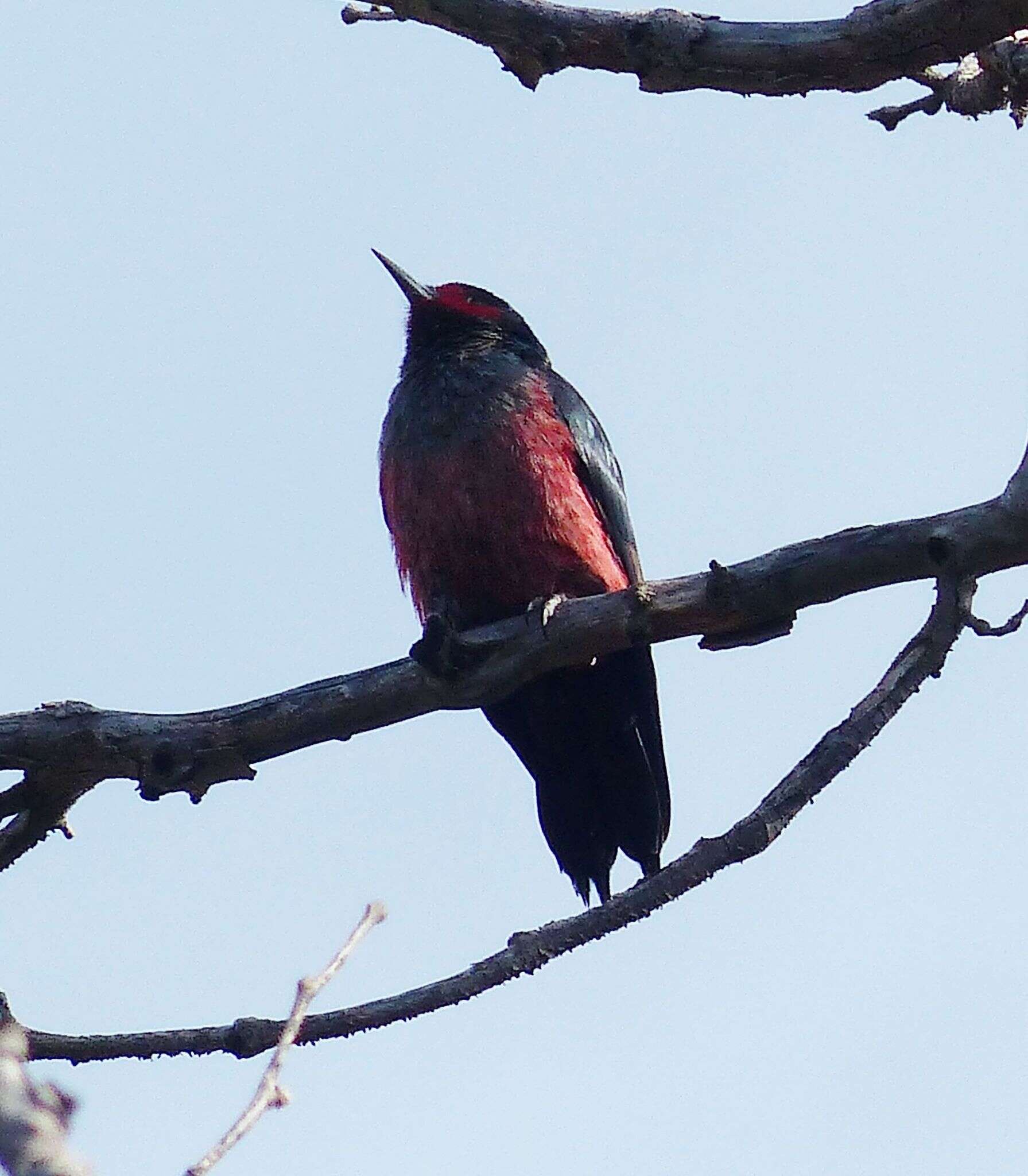 Image of Lewis's Woodpecker