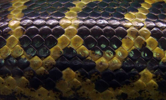 Image of Yellow anaconda