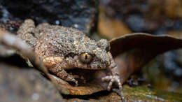 Image of Leptobrachella laui (Sung, Yang & Wang 2014)