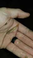 Image of Goldstripe darter