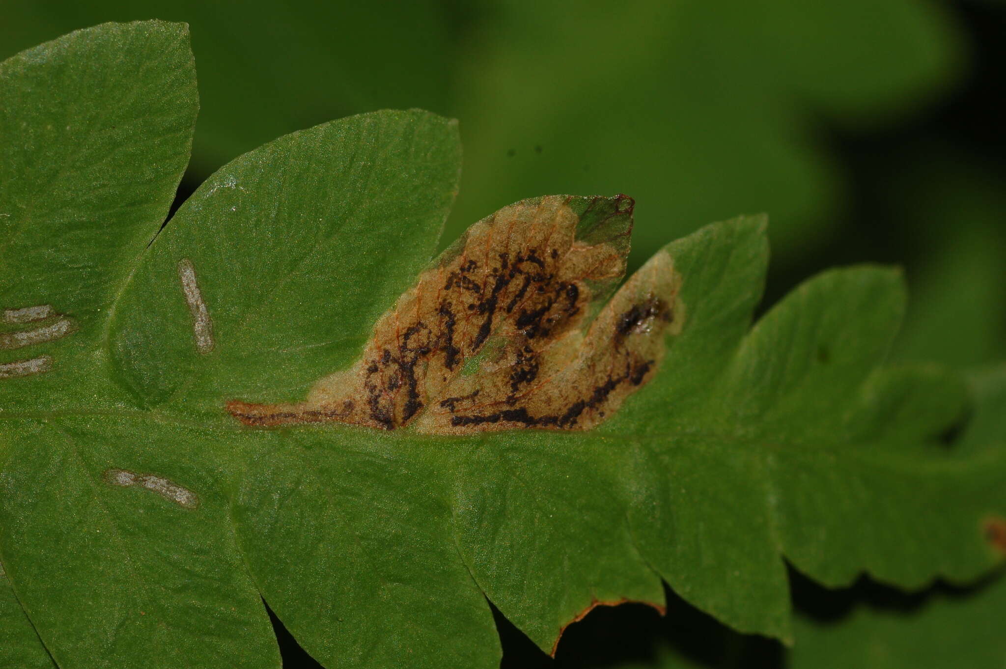 Image of Chirosia filicis (Huckett 1949)