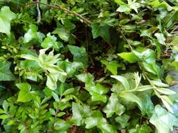 Image of Green-Flowered Helleborne