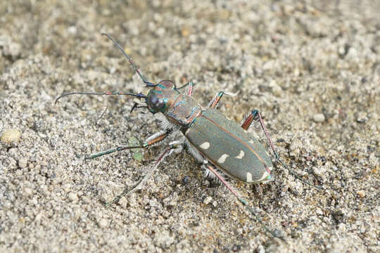 Image of Cicindela (Cicindela) transbaicalica Motschulsky 1844