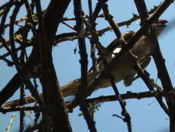 Image of Blue-naped Mousebird