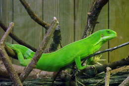 Image of Fiji iguanas