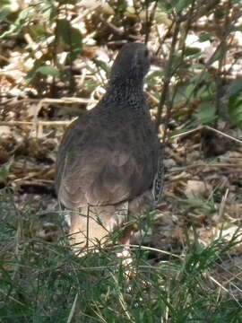 Image of Hildebrandt's Francolin