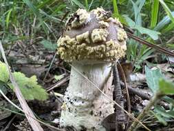 Image of Yellow spotted amanita