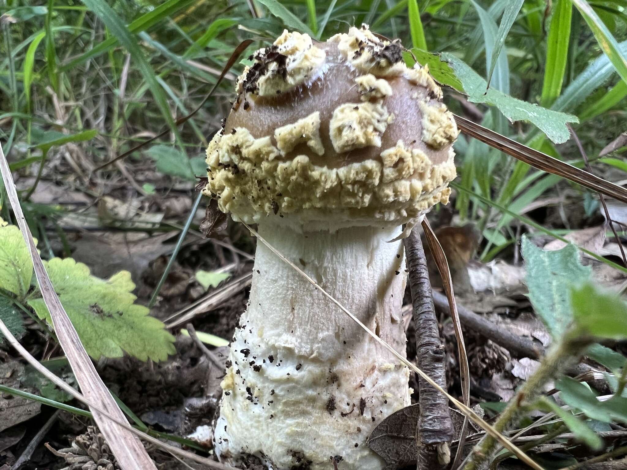 Image of Amanita franchetii (Boud.) Fayod 1889