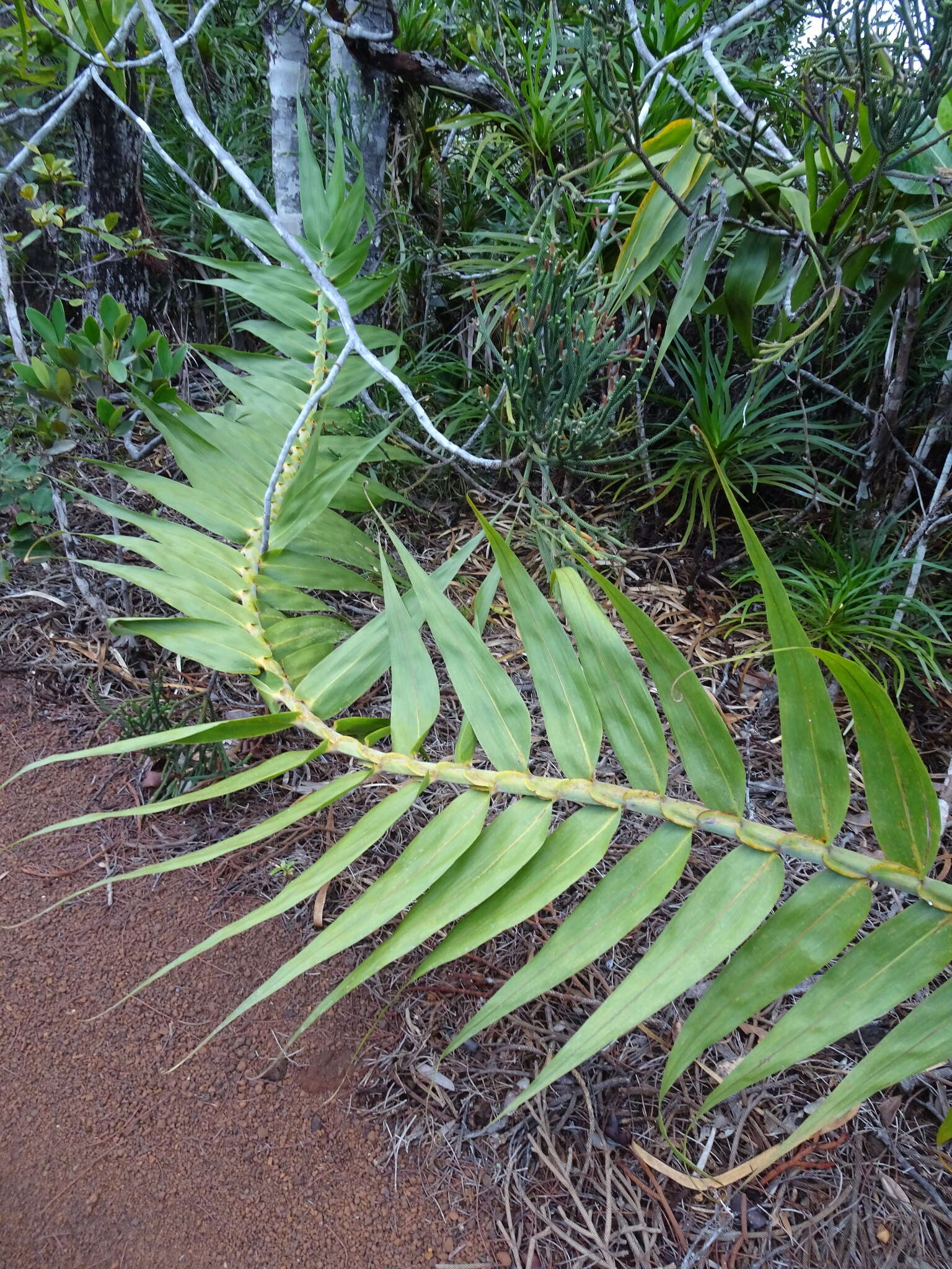 Imagem de Flagellaria neocaledonica Schltr.