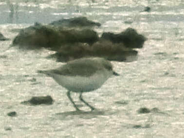 Image of White-fronted Plover