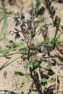 Слика од Onosma tinctorium M. Bieb.