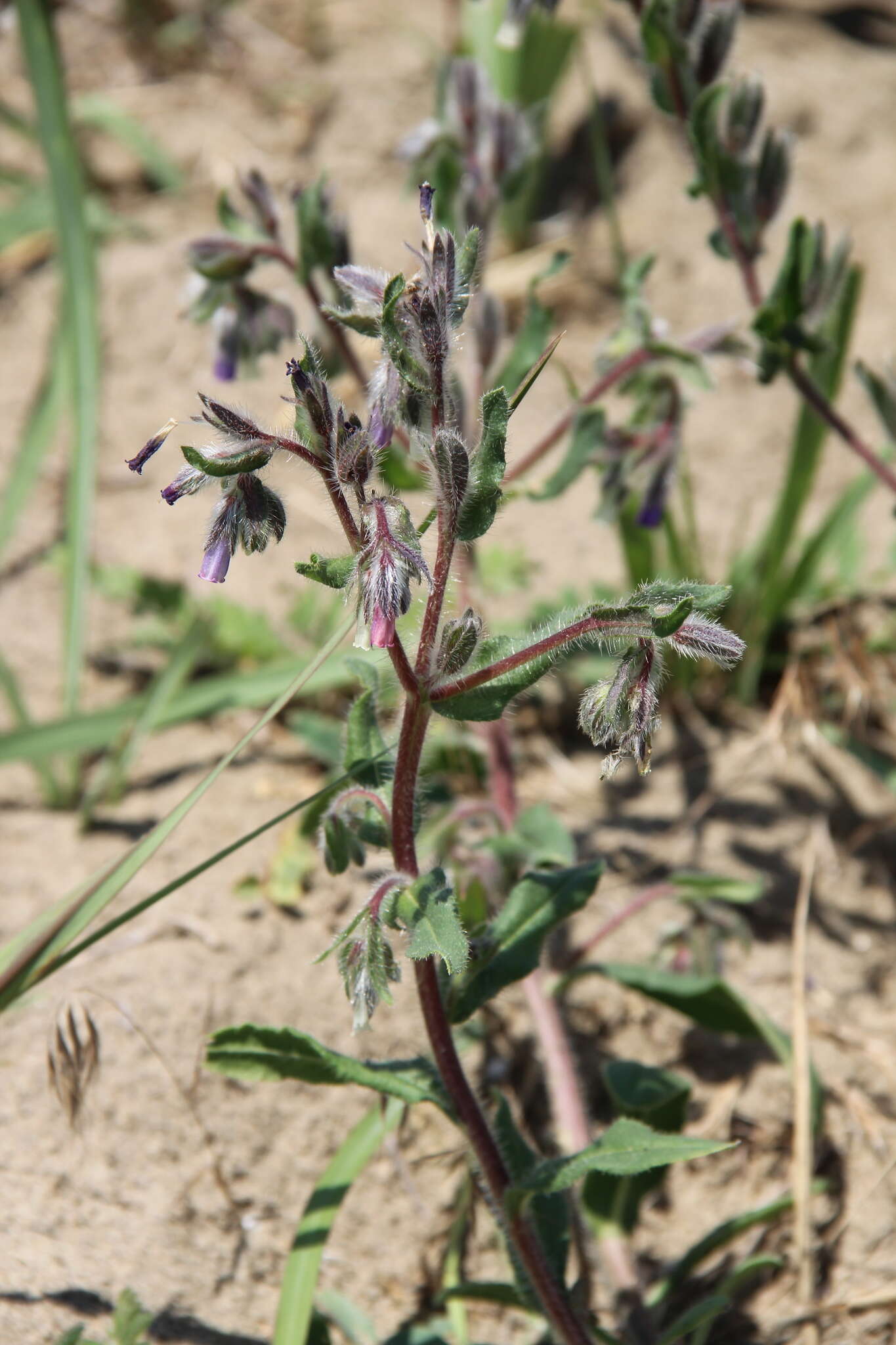 Слика од Onosma tinctorium M. Bieb.