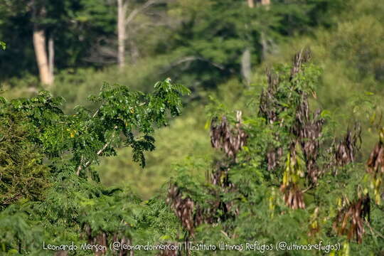 Image of Red-browed Amazon