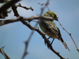 Image of White-bellied Canary