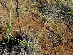 Image of Cyperus usitatus Burch.