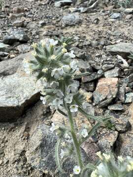 Image of Thompson's cryptantha