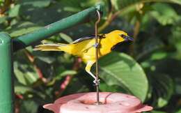 Image of Yellow Oriole