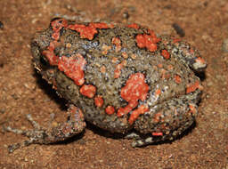 Image of Sri Lankan Bullfrog