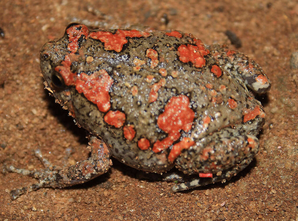 Image of Sri Lankan Bullfrog