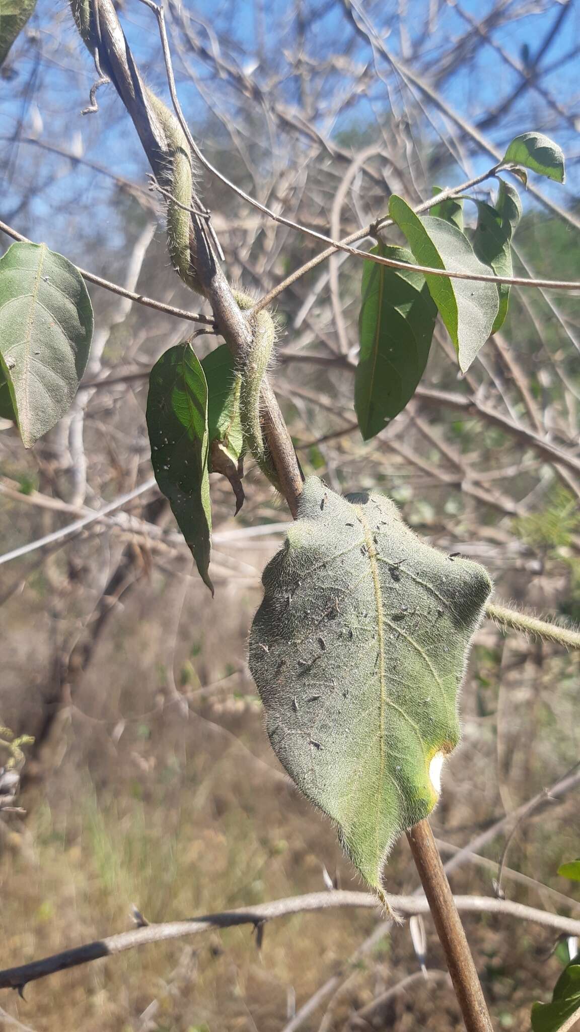 Macroscepis sinalobolana L. O. Alvarado, Pío-León & M. G. Chávez resmi