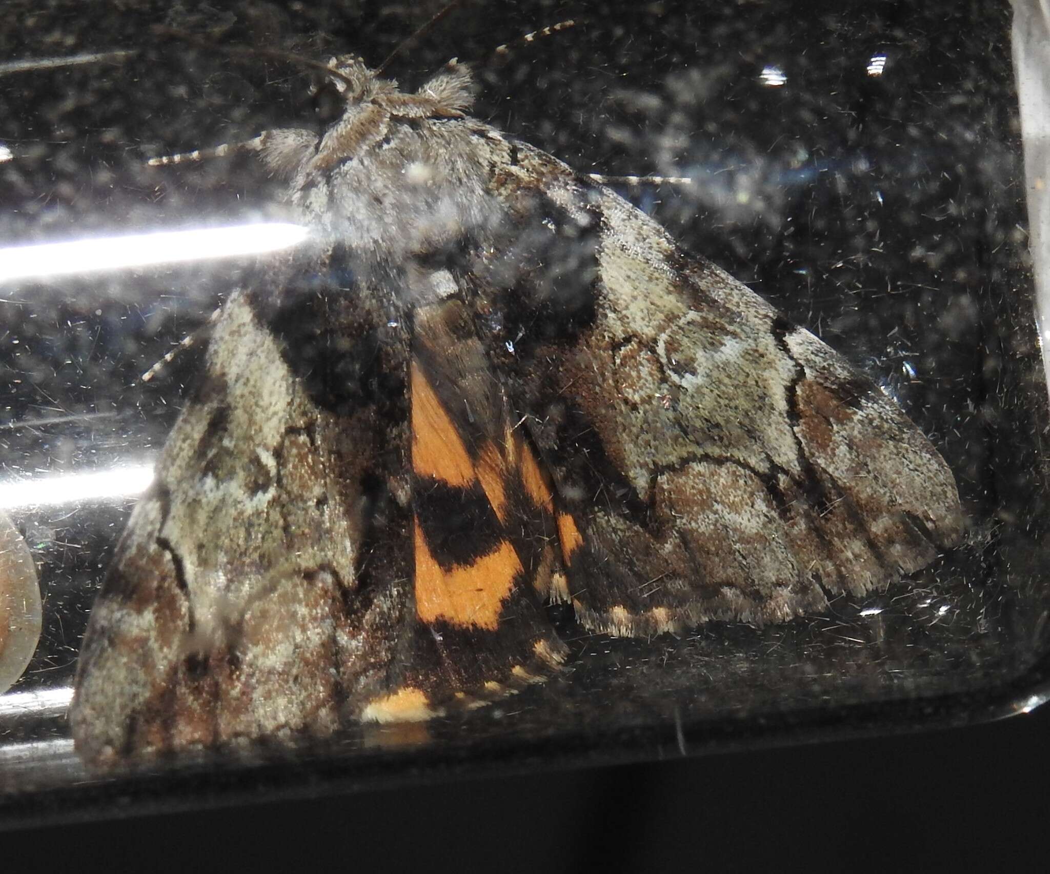 Image of Hawthorn Underwing