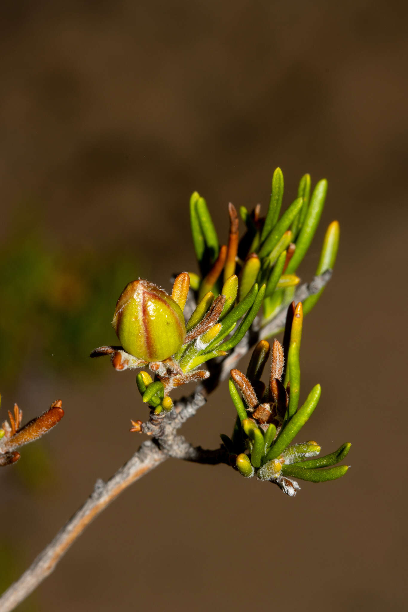 Hibbertia crispula J. M. Black resmi