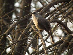 Image of Black-faced Babbler