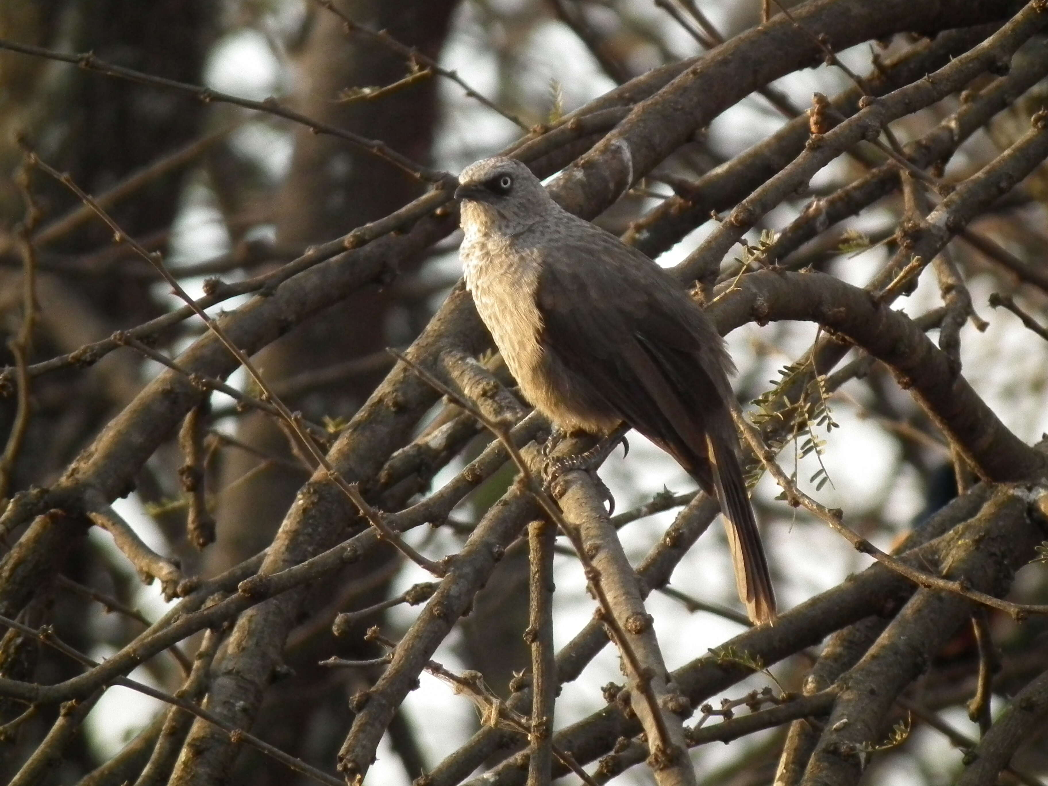 صورة Turdoides melanops (Hartlaub 1867)