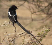 Image of true shrikes